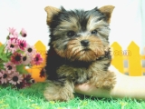 teacup yorkie